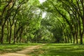 Fairytale forest landscape