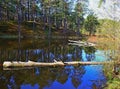 Fairytale forest. Nature of northwest of Russia.