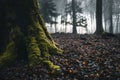 Dark moody forest in germany