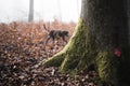 Dark moody forest in germany