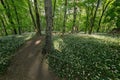 Hiking trail in the spring forest Royalty Free Stock Photo