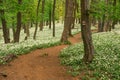 Hiking trail in the spring forest Royalty Free Stock Photo