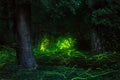 Fairytale scene fireflies night forest