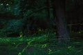 Fairytale scene fireflies night forest Royalty Free Stock Photo