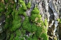 Fairytale spring forest. Soft moss on a birch trunk.