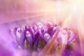 Fairytale sunlight on spring flower crocus. View of magic blooming spring flowers crocus growing in wildlife. Majestic colors of