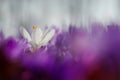 Fairytale sunlight on spring flower crocus. View of magic blooming spring flowers crocus growing in wildlife.