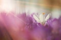 Fairytale sunlight on spring flower crocus. View of magic blooming spring flowers crocus growing in wildlife. Majestic colors of s Royalty Free Stock Photo