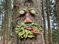 Fairytale tree, tree face, in the woods.