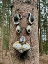 Fairytale tree, tree face, in the woods.