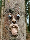 Fairytale tree, tree face, in the woods.