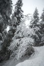 Fairytale tree in white snow - horizontal winte Royalty Free Stock Photo