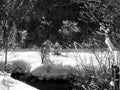 Fairytale winter landscape in black and white Royalty Free Stock Photo