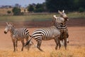 Faith african zebras