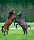 Faith of two Arabian horses Royalty Free Stock Photo