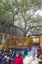 Bodhgaya, Bihar, India - 12.21.2017; Bodhi Tree at Mahabodhi Temple