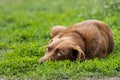 Faithful dog with plaintive eyes lie in the grass Royalty Free Stock Photo