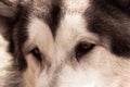 Faithful eyes of beloved dog Royalty Free Stock Photo