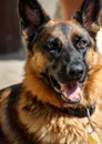 Faithful family member dog playing with its human pack and spreading happiness Royalty Free Stock Photo