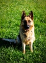 Faithful family member dog playing with its human pack and spreading happiness Royalty Free Stock Photo