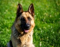 Faithful family member dog playing with its human pack and spreading happiness Royalty Free Stock Photo