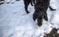 Faithful family member dog playing with its human pack and spreading happiness in the snow Royalty Free Stock Photo