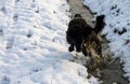 Faithful family member dog playing with its human pack and spreading happiness in the snow Royalty Free Stock Photo