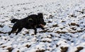 Faithful family member dog playing with its human pack and spreading happiness in the snow Royalty Free Stock Photo