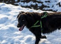 Faithful family member dog playing with its human pack and spreading happiness in the snow Royalty Free Stock Photo