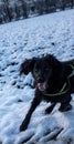 Faithful family member dog playing with its human pack and spreading happiness in the snow Royalty Free Stock Photo