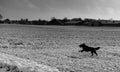 Faithful family member dog playing with its human pack and spreading happiness in the snow Royalty Free Stock Photo