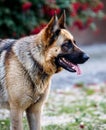 Faithful family member dog playing with its human pack and spreading happiness Royalty Free Stock Photo