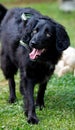 Faithful family member dog playing with its human pack and spreading happiness Royalty Free Stock Photo