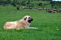 Faithful keeper of the herd - Sharmountain dog