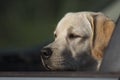 Faithful labrador dog sitting in car and looking through window Royalty Free Stock Photo