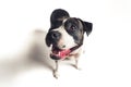 Faithful and likable black-and-white pure breed dog looking aside with opened muzzle over white background. Royalty Free Stock Photo