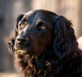 Faithful looking family dog smiling at sunset with brown eyes