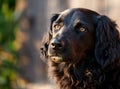 Faithful looking family dog smiling at sunset with brown eyes