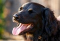 Faithful looking family dog smiling at sunset with brown eyes