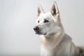 Faithful and Loyal Dog Sitting on White Studio Background