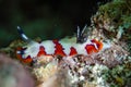 Faithful Sea Slug Goniobranchus fidelis