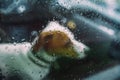 Faithful small dog sitting in a car in rainy day Royalty Free Stock Photo