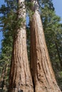 Faithfull couple at Yosemite National Park