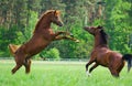 Faithing Arabian horses Royalty Free Stock Photo