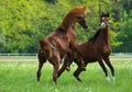 Faithing Arabian horses