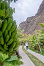 Faja dos Padres, green part and small piece of land in southern coast of Madeira island,