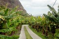 Faja dos Padres, green part and small piece of land in southern coast of Madeira island, Portugal accesible only by cablecar Royalty Free Stock Photo