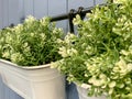 Fake artifical green plants in white metal flowerpots hanging on a blue wall