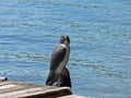 Fake Bird Next to Swan Lake, Maine Royalty Free Stock Photo
