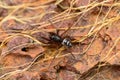 Fake black widow spider, Steatoda sp, Amba, Kolhapur, Maharashtra, India